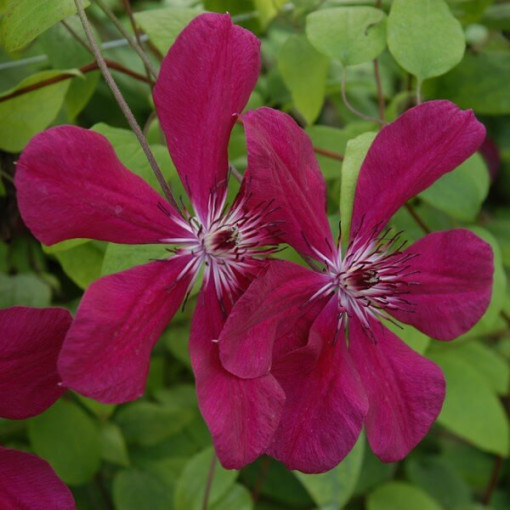 Clematis Allanah (velkokvětý) P9/C1