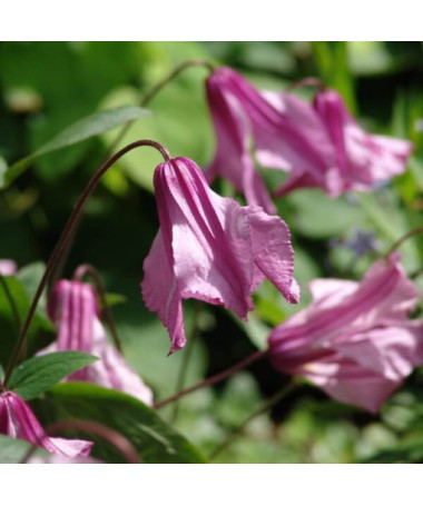 Clematis Alionushka P9/C1