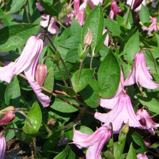 Clematis Alionushka P9/C1