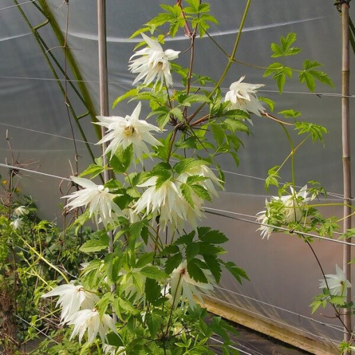 Clematis Albina Plena (botanický) PLOKÝ