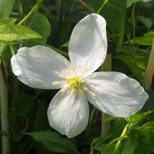 Clematis Alba P9/C1