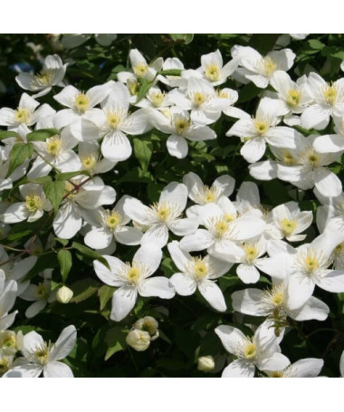 Clematis Alba P9/C1