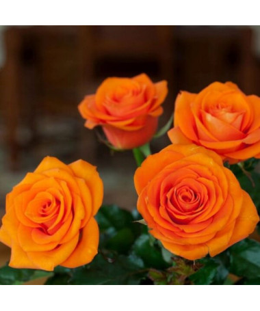 Velkokvětá růže 'Sika' 4L květináč