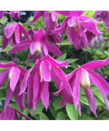 Clematis (plnokvětý) Ruby P9/C1