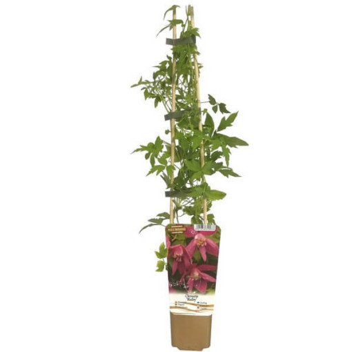 Clematis (plnokvětý) Ruby P9/C1