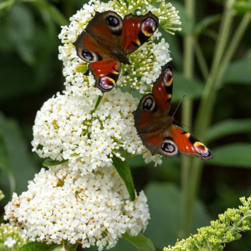 Komule Davidova (Buddleja davidii) 'White Bouquet' kontejner 2L