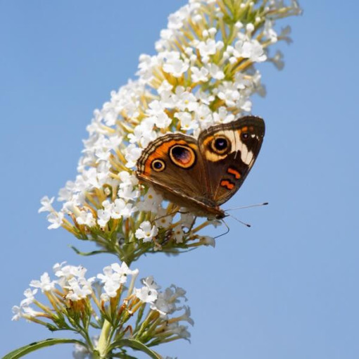 Komule Davidova (Buddleja davidii) 'White Bouquet' kontejner 2L