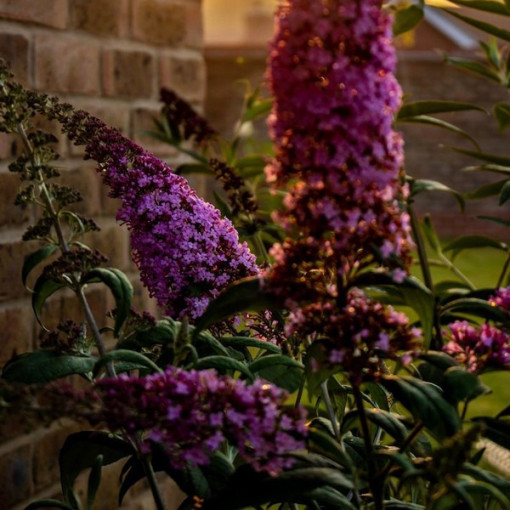 Komule 'Summer Beauty' kontejner 2L