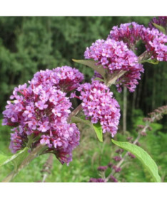Komule střídavolistá (Buddleja alternifolia) kontejner 2L