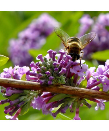 Komule střídavolistá (Buddleja alternifolia) kontejner 2L