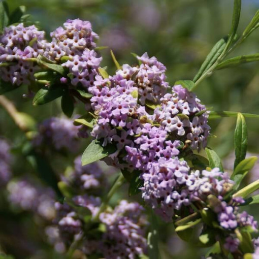 Komule střídavolistá (Buddleja alternifolia) kontejner 2L