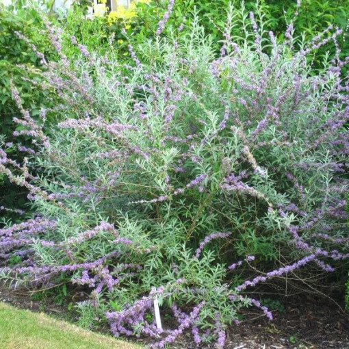 Komule střídavolistá (Buddleja alternifolia) kontejner 2L