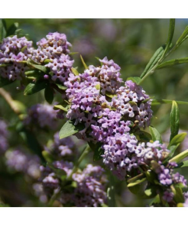Komule střídavolistá (Buddleja alternifolia) P9/C1