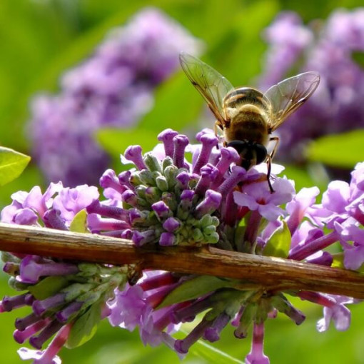 Komule střídavolistá (Buddleja alternifolia) P9/C1