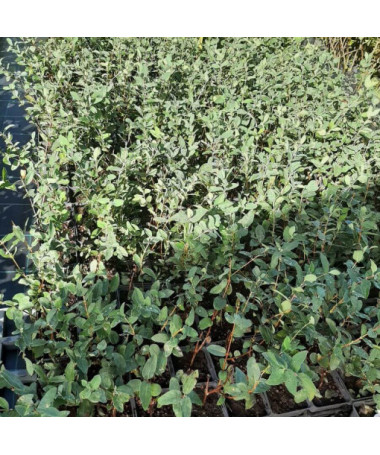 Kamčatská borůvka 'Leningradskij Velikan' P9/C1