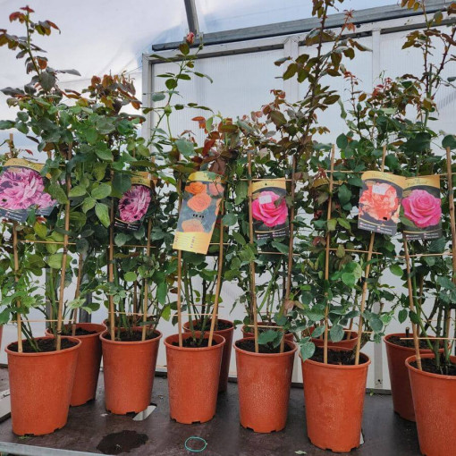 Velkokvětá růže 'Sika' 4L květináč