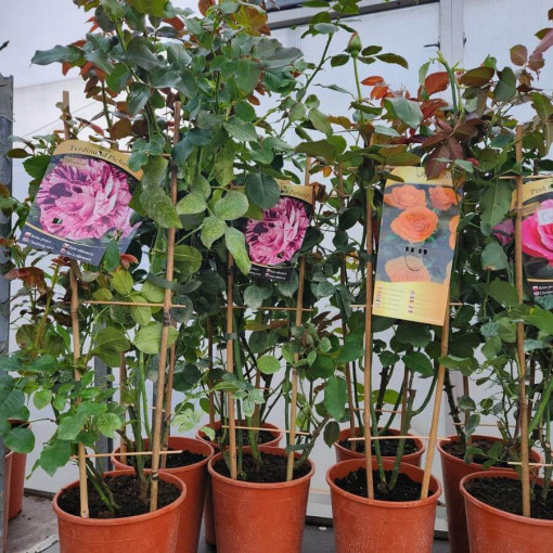 Velkokvětá růže 'Sika' 4L květináč