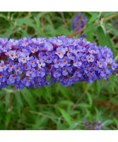Komule Davidova (Buddleja davidii) 'Nanho Blue' v P9/C1