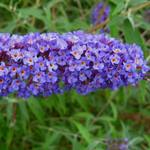 Komule Davidova (Buddleja davidii) 'Nanho Blue' v P9/C1