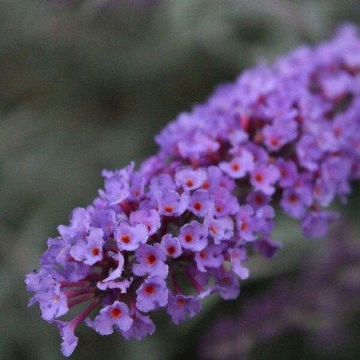 Komule Davidova (Buddleja davidii) 'Nanho Blue' v P9/C1