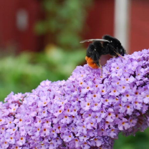 Komule Davidova (Buddleja davidii) 'Lochinch' v P9/C1