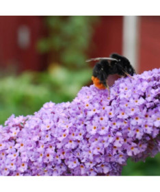 Komule Davidova (Buddleja davidii) 'Lochinch' v P9/C1