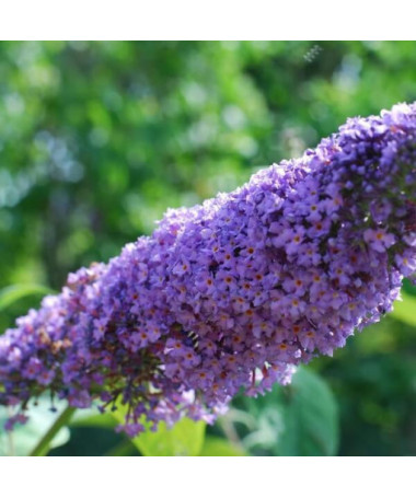 Komule Davidova (Buddleja davidii) 'Lochinch' v P9/C1