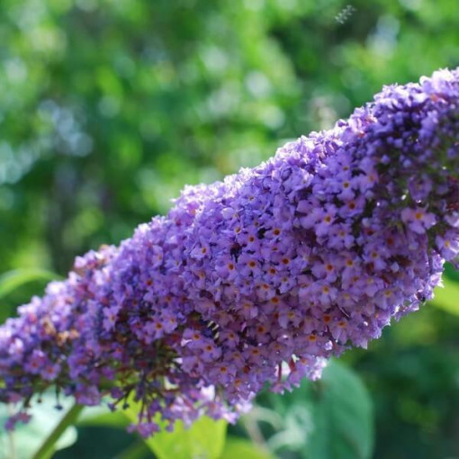 Komule Davidova (Buddleja davidii) 'Lochinch' v P9/C1