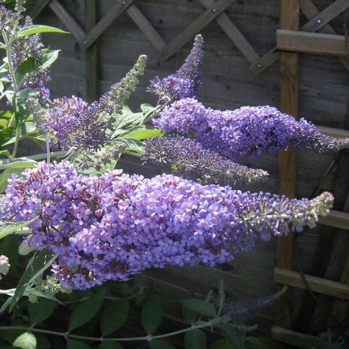 Komule Davidova (Buddleja davidii) 'Lochinch' v P9/C1