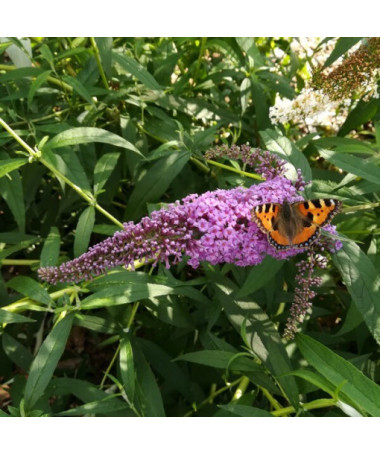 Komule Davidova 'Ile de France' květináč 2L