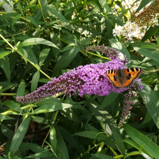 Komule Davidova (Buddleja davidii) 'Ile de France' v P9/C1