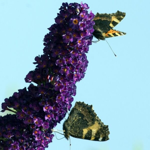 Buddleja davidii 'Black Knight' P9/C1