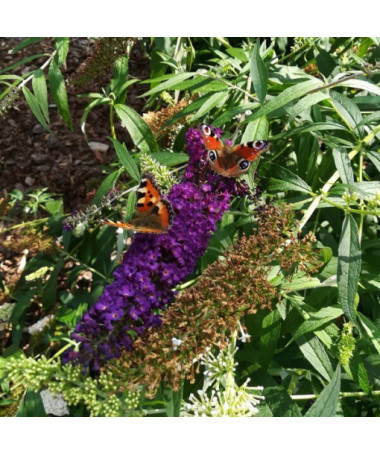 Komule Davidova 'Black Knight' květináč 2L