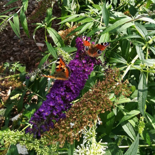 Komule Davidova 'Black Knight' květináč 2L