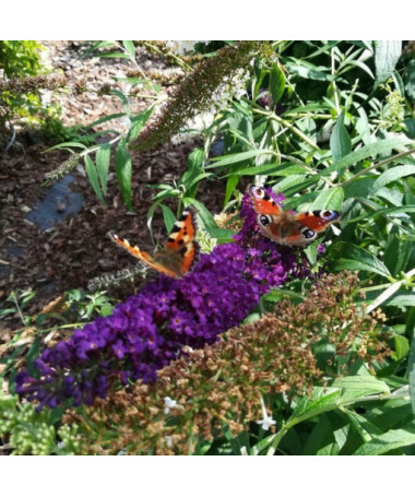 Komule Davidova 'Black Knight' květináč 2L