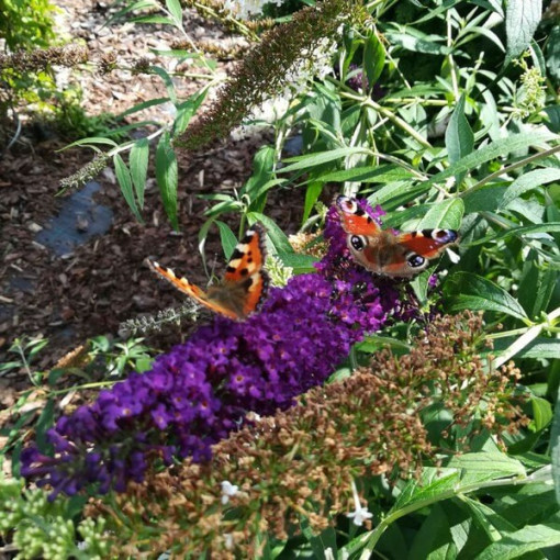 Komule Davidova 'Black Knight' květináč 2L