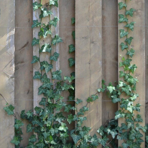 Břečťan 'Thorndale' P9/C1