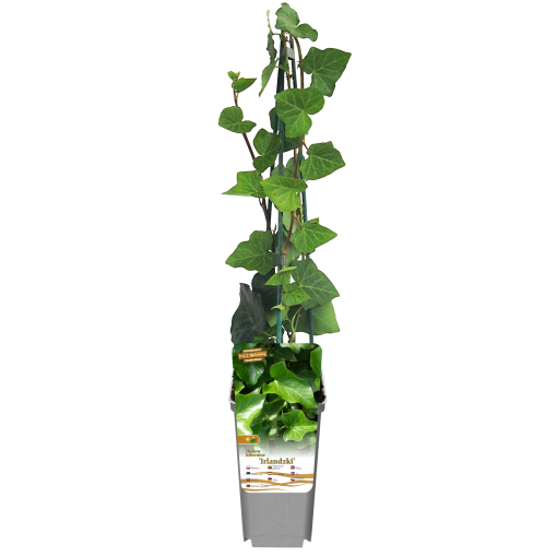 Irský břečťan P9/C1