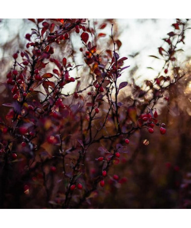 Dřišťál Thunbergův 'Dart's Red Lady' P9/C1