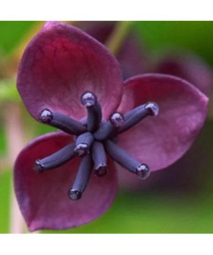 Akébie pětičetná (Akebia quinata) P9/C1