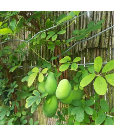 Akébie pětičetná (Akebia quinata) P9/C1