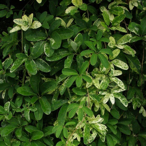 Akébie pětičetná (Akebia quinata) P9/C1