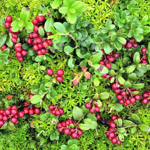 Brusinka 'Pilgrim' BEZTRNNÁ P9/C1