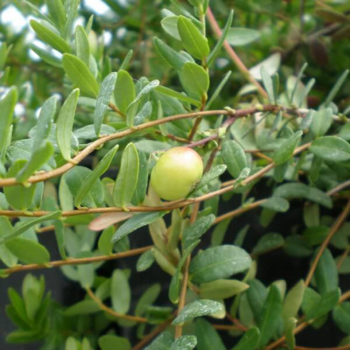 Brusinka 'Pilgrim' BEZTRNNÁ P9/C1