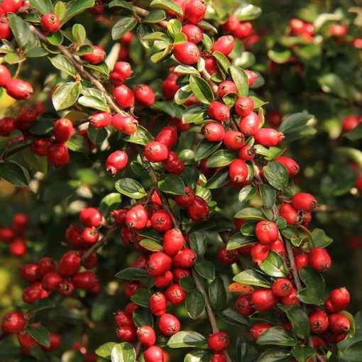 Brusinka 'Howes' P9/C1