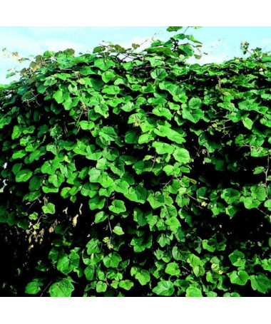 Voňavá pobřežní réva (Vitis riparia) P9/C1