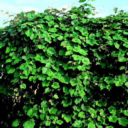 Voňavá pobřežní réva (Vitis riparia) P9/C1