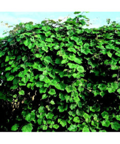 Voňavá pobřežní réva (Vitis riparia) P9/C1