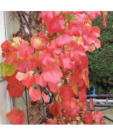 Voňavá pobřežní réva (Vitis riparia) P9/C1