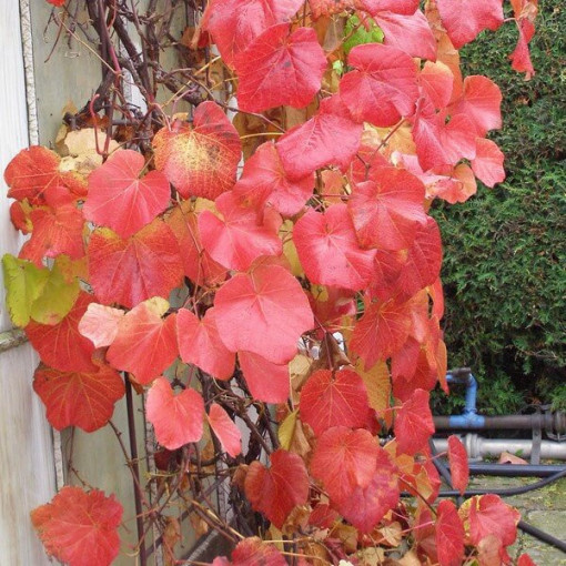 Voňavá pobřežní réva (Vitis riparia) P9/C1